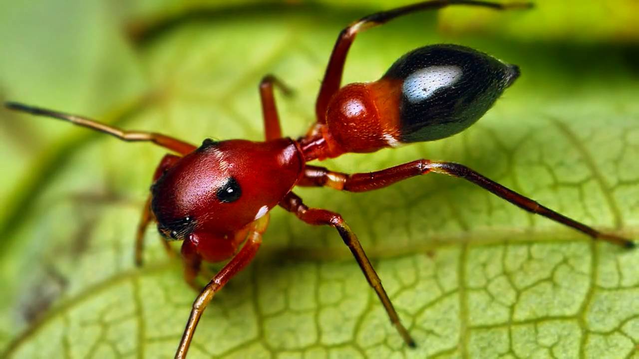 red-dangerous-ants-images